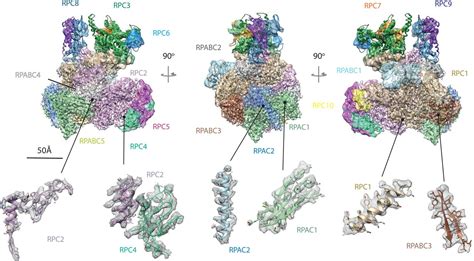 Rna Polymerase Structure