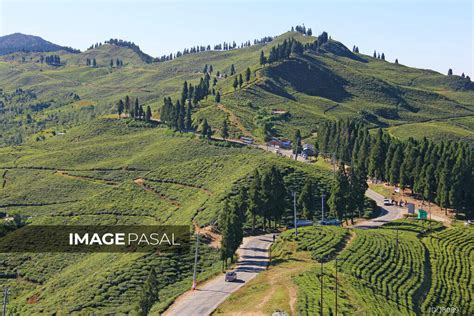 Kanyam, the best place of Ilam - buy images of Nepal, stock photography Nepal