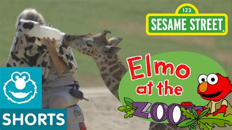 Elmo Visits Baby Animals (Elmo at the Zoo #4) - YouTube