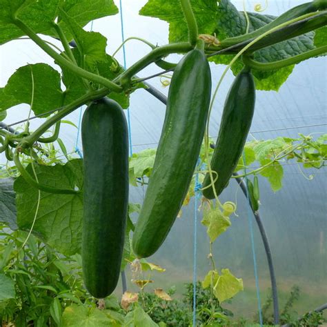 Crop of cucumbers at Bosavern Farm © Jonathan Billinger :: Geograph ...