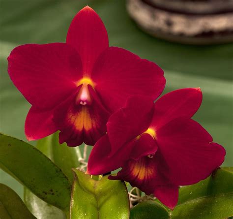 183 best images about Black & Red Orchid on Pinterest