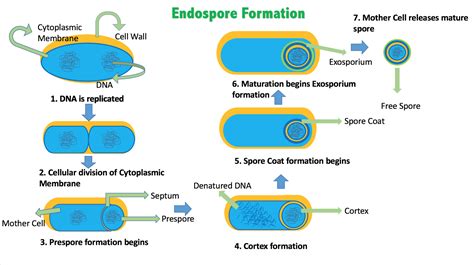 Do Bacteria Form Endospores? 13 Facts You Should Know – Lambda Geeks