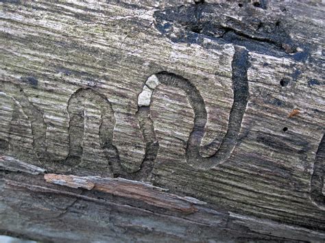 Terrestrial arthropod borings in modern wood (Roaring Run,… | Flickr