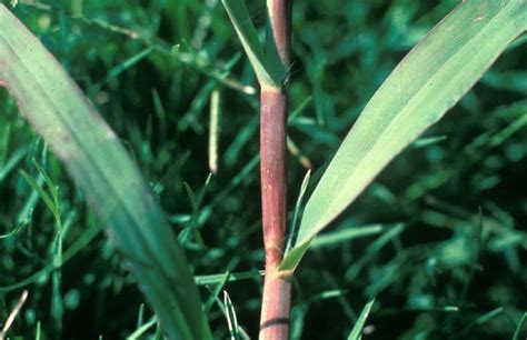 Smooth Crabgrass - Pests | GeorgiaTurf