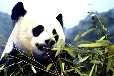 Panda cub makes Washington debut - Arabian Business: Latest News on the ...