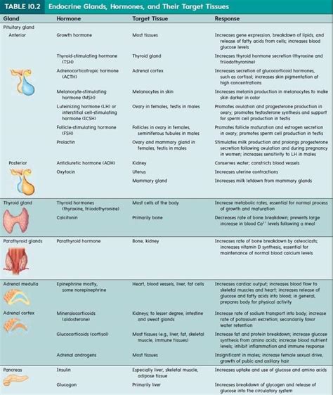 Let’s know about Endocrine Glands & Hormones – Platform | CME