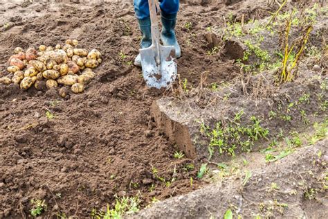 New Potato Harvesting on a Potato Field Stock Photo - Image of cultivate, autumn: 158276678