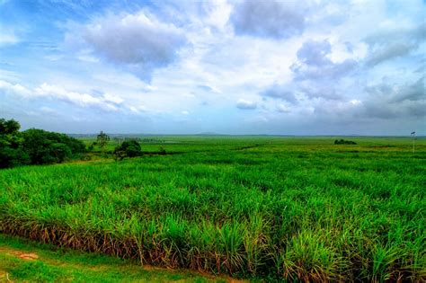 Wan Perlis: Ladang Tebu Chuping Perlis