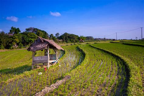 Beautiful Sunrise at Bali Rice Terraces during Sunrise. Rice Fields of Jatiluwih. Stock Photo ...