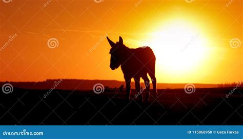 Silhouette Donkey on Sunset Stock Photo - Image of pasture, dawn: 115868950