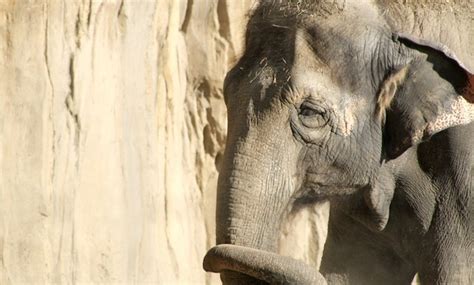 A New Elephant Sanctuary Opens on an Orange Grove in Florida - Culture-ist