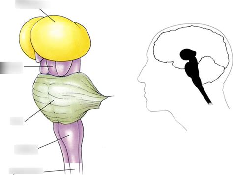 Brain stem Diagram | Quizlet