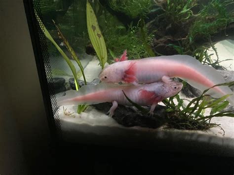 my cute axolotls :)!!!!!! : r/cuteanimals