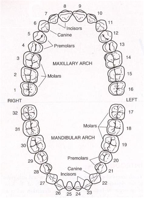 Tooth Numbers