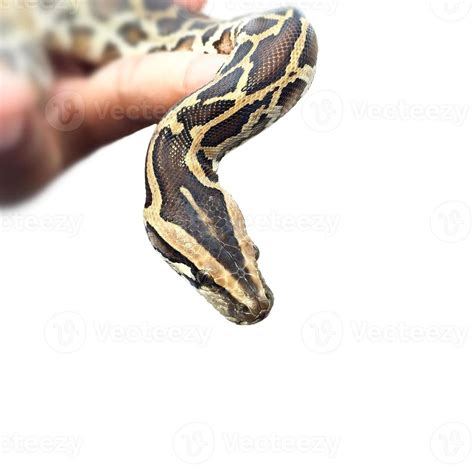 Python Snake on white background 759307 Stock Photo at Vecteezy