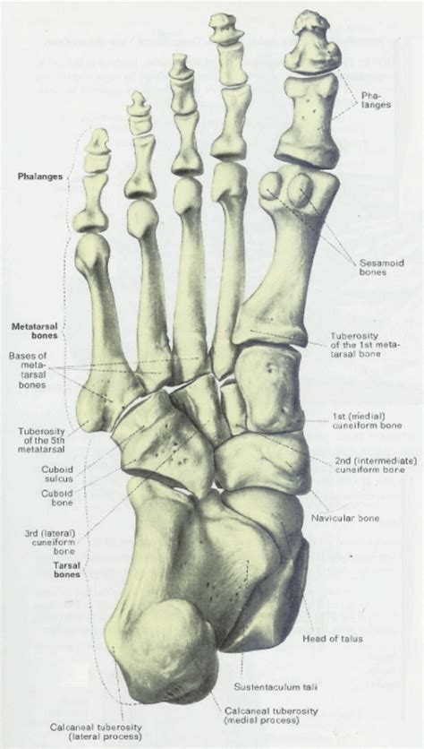 Anatomy & Physiology Illustration