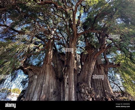 Oaxaca, USA. 7th Dec, 2022. The Tree of Tule or El Ã rbol del Tule east of Oaxaca, Mexico, is ...