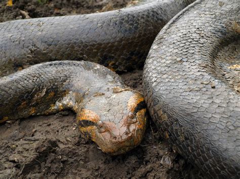 Anaconda Wrangling in Venezuela