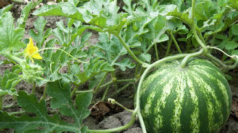 How to plant, grow and harvest watermelon - Bunnings New Zealand