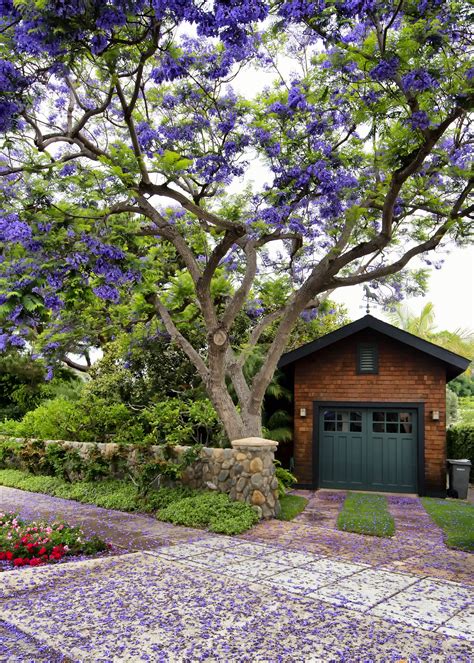 jacaranda tree - Coronado Times