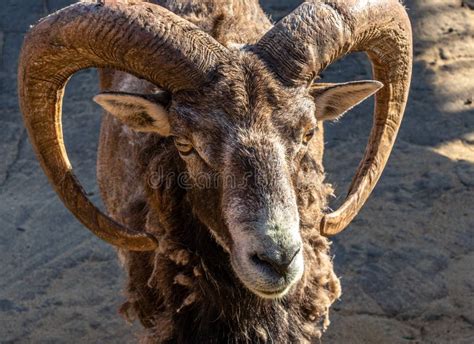 Portrait of a Mountain RAM with Large Beautiful Horns Close Up Stock Photo - Image of sheep ...