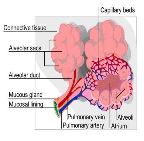 Lung Diagram With Alveoli