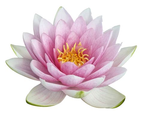 Pink Lotus PNG File - PNG All | PNG All