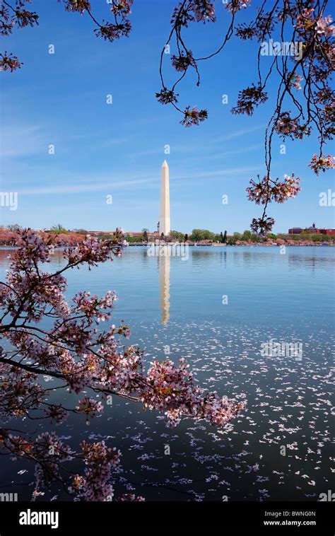 Cherry blossom and Washington monument over lake, Washington DC Stock ...