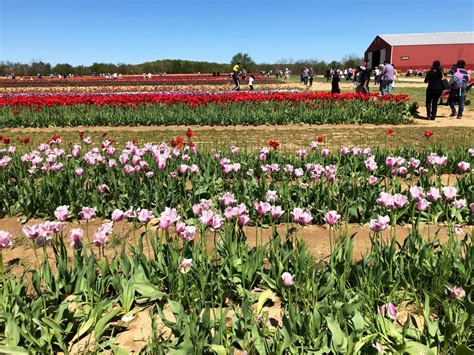 Tulips @ Holland Ridge Farms – Life According to Jamie