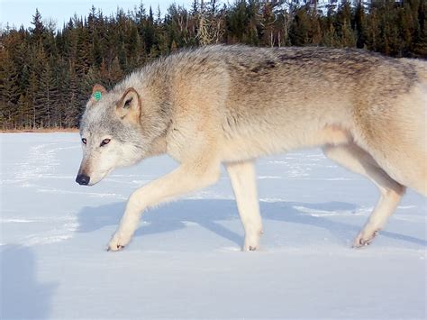 Stunning Pictures of White Wolf Named After Gandalf - Newsweek