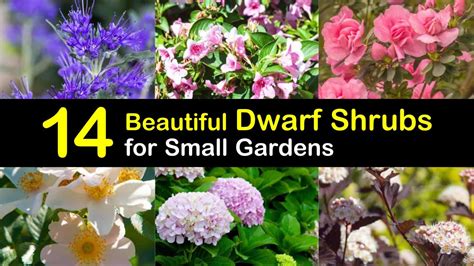 14 Beautiful Dwarf Shrubs for Landscaping Small Gardens