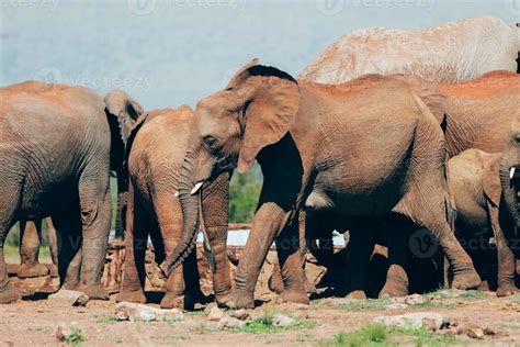 Elephants, south africa 14378227 Stock Photo at Vecteezy