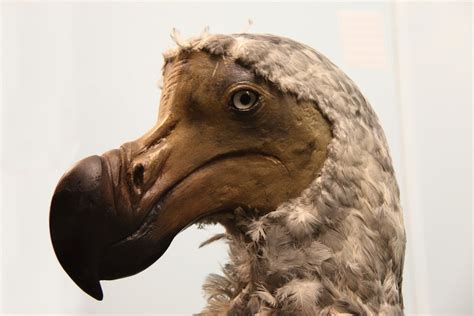 Dodo Tales: 17th-Century Observations Suggests Later Extinction Date | Live Science