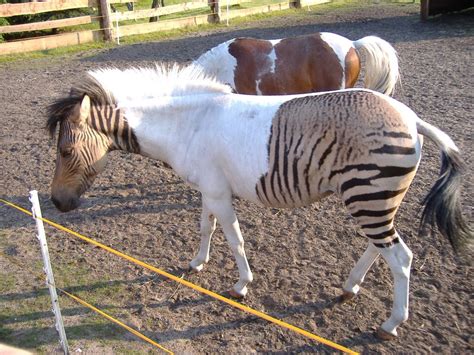 Zebra Horse Donkey Hybrid