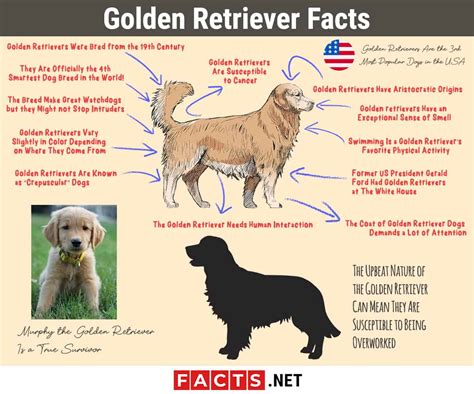 15 Golden Retriever Facts - Lifespan, Types, Biology & More | Facts.net