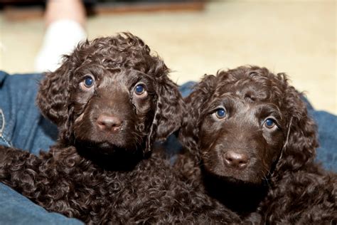 Irish Water Spaniel - Temperament, Lifespan, Shedding, Puppy