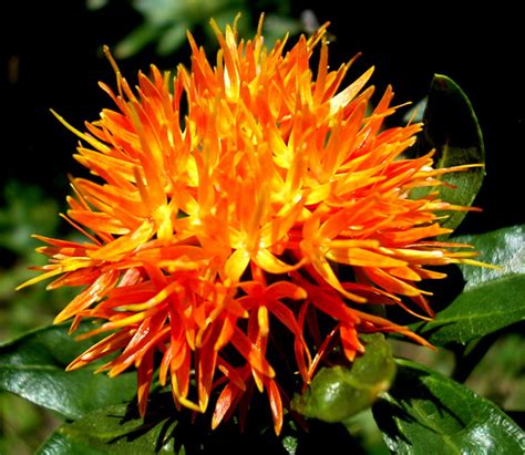 Safflower Facts, Health Benefits and Nutritional Value