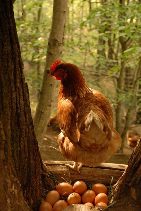 Wild Chickens. . . Chickens as we know them are a human invention. The most common chicken ...