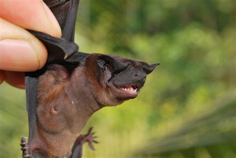 Found: Two New Species of Dog-Faced Bats - Atlas Obscura