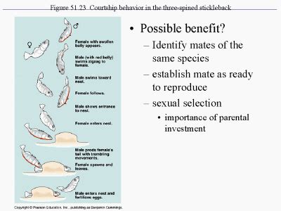 Figure 51.23 Courtship behavior in the three-spined stickleback