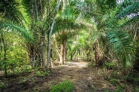 Amazon Rainforest in Brazil — Stock Photo © filipefrazao #123388498