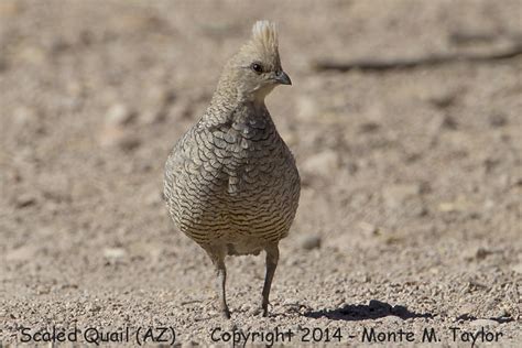 Scaled Quail