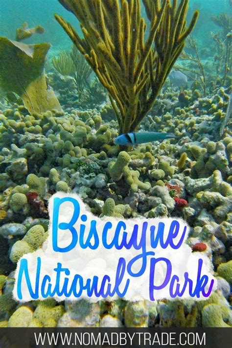 Key Biscayne National Park Snorkeling - absolutenessnews