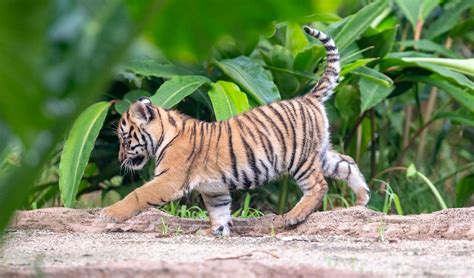 3 Sumatran tiger cubs explore jungle habitat in Sydney zoo