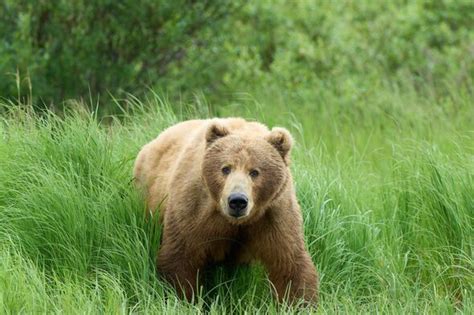 Two bear cubs spotted on Florida road - 3,600 miles from their native Alaska - US News - News ...