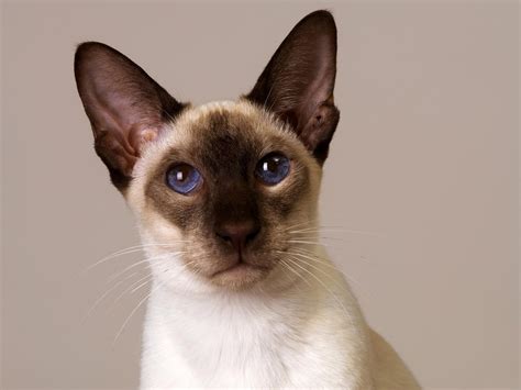 Siamese cats - Pets Cute and Docile