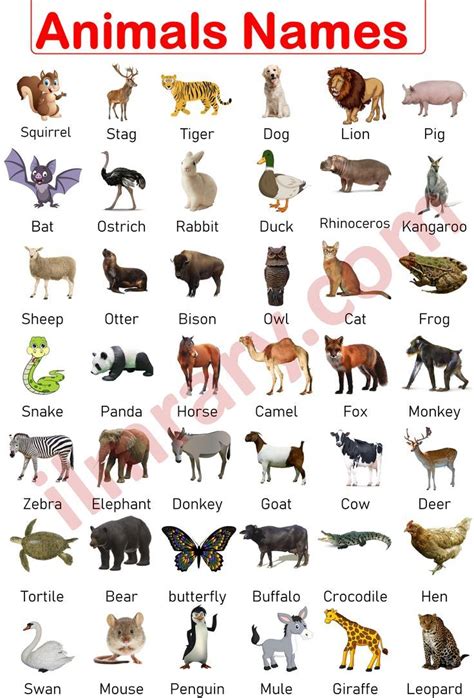 Animals Names in English | List of 100+Animals Vocabulary | Animals ...