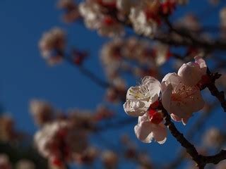 Cherry blossom XVIII | Cherry blossom season in Japan is a t… | Flickr