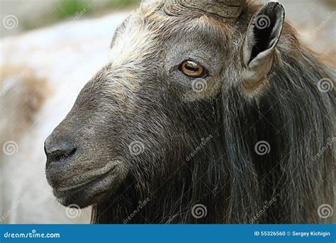 Goat close up stock photo. Image of herd, baby, male - 55326560