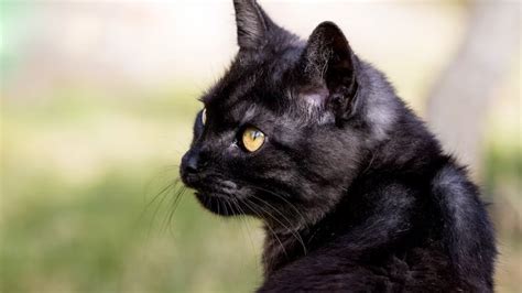 7 Fakta Menarik Kucing Hitam, Dipercaya Dapat Melindungi dari Energi Negatif